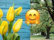 Тюльпановое дерево