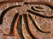 Исследователи обнаружили загадочный древний скелет, возрастом более 800 лет 