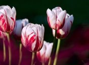 Октябрьские посадки тюльпанов: самые яркие сорта, которые порадуюют вас ранней весной (Фото)