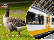 В киевском метро появилась гусыня