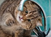 В Киеве 300 домов останутся без горячей воды