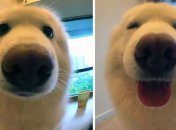 До и после: забавная реакция животных на похвалу