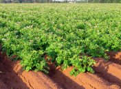 Использовать для выращивания урожая можно даже пространство между грядками