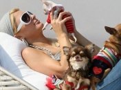 Пэрис Хилтон предлагает рекордную сумму за возвращение похищенного щенка