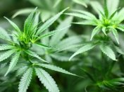 Ученые создали генетическую карту каннабиса