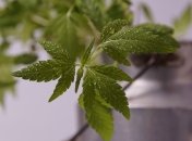 Мужчина в Нежине оборудовал теплицу для элитной конопли