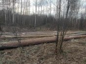 Лесная кража: В Житомирской области расследуют преступление