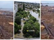 Собаку из Херсонщины прибыло к берегам Одессы