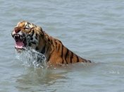 В Бангладеш зафиксировали значительное снижение популяции тигров