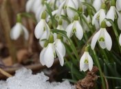 Приметы и обряды на 29 марта – Савин день, Трофимов день