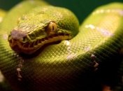 Самолет обслужил питона