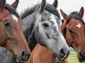 Вышли погулять: в Одессе женщина потеряла лошадей