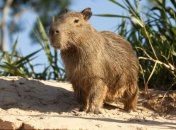 Необычный грызун пугал гольфистов (Видео)