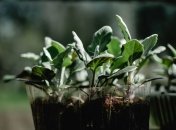 Як зробити горщики для розсади своїми руками