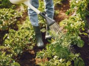 Огород нуждается не только в поливе, а и в защите