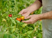 Неудачные соседи для томатов