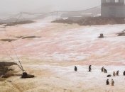 Малиновый и зеленый: в Антарктиде возле "Академика Вернадского" "зацвел" снег