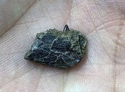 В Арктике обнаружили зуб загадочного древнего существа