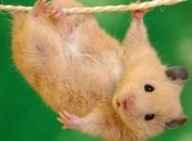 Мышей научили кататься на скейтбордах (Видео)