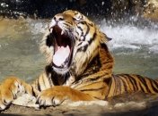 Мужчина разделся перед тиграми