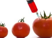 Ученые научились выращивать ГМ-овощи без косточек