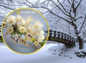 Есть несколько способов защитить деревья черешни от заморозков