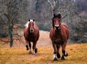 За ними "гоняются" миллионеры: топ самых дорогих животных