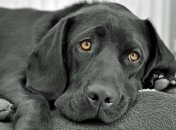 Как помочь домашнему питомцу