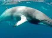 Кит заплыл в Темзу и застрял: видео и фото спасательной операции в Лондоне