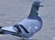 Полиция Аргентины застрелила голубя-наркокурьера