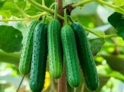 Щоб виростити великий врожай огріків, треба знати, як правильно їх садити  (зображення створено за допомогою ШІ)