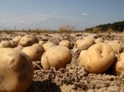 Сельхозпродукция в Украине подорожала на 62%