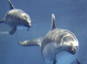 В Одессе родился дельфин