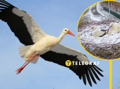 Звездная пара аистов — Грицик и Одарка