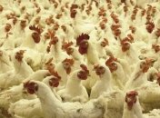 Сингапур будет покупать украинскую курятину 