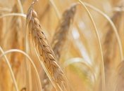 За 9 месяцев импорт продукции АПК в Украине сократился почти на 44% 