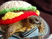 Смешные черепахи в необычных вязанных костюмах