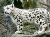 В Индии от рук браконьеров каждую неделю погибают 4 леопарда