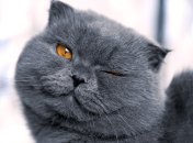 Початок серпня буде дуже позитивним для Раків, Скорпіонів і Риб