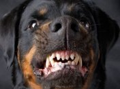 На Киевщине ищут опасного пса, загрызшего человека