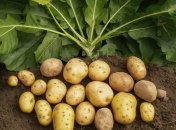 Чтобы иметь большой урожай картофеля, следует знать некоторые секреты (изображение создано с помощью ИИ)