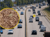 Посреди шоссе женщина нашла редкого сарматского полоза