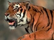 Побег из цирка: по ночным улица Парижа разгуливал тигр