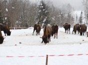 На Львовщине увеличивается количество зубров  
