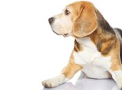 За информацию о потерянной собаке обещано 16 тысяч долларов 