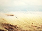 Урожайность зерновых 2012 года снизилась на 4,2 ц с га