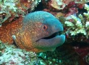 В Амазонии найден новый вид электрического угря: напряжение в 860 В