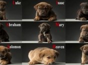 Спасатель погрузился в 6-метровую пещеру, чтобы спасти брошенных щенков (Видео)