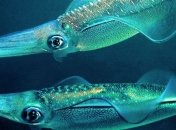 Названы животные, которые выживают от глобального потепления