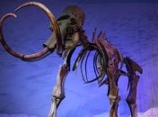 Археологи обнаружили уникальную находку внутри скелета мамонта